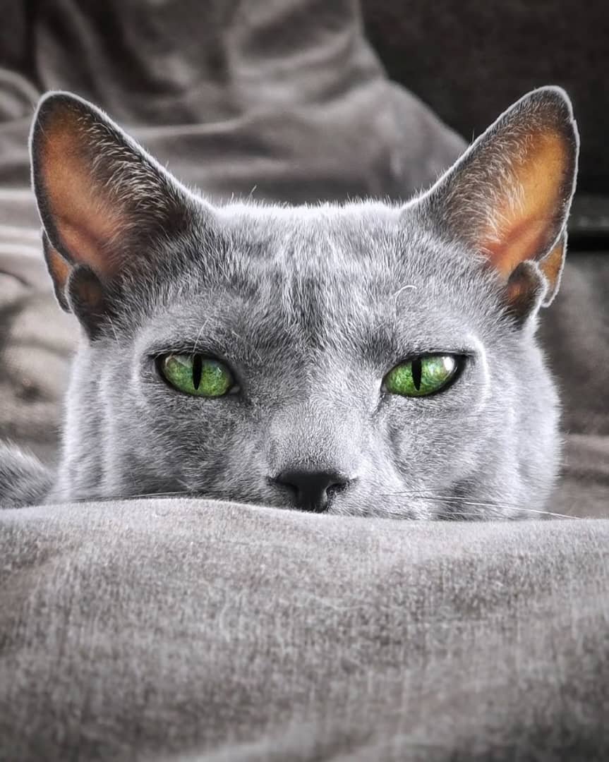 Russian Blue Breeder Texas